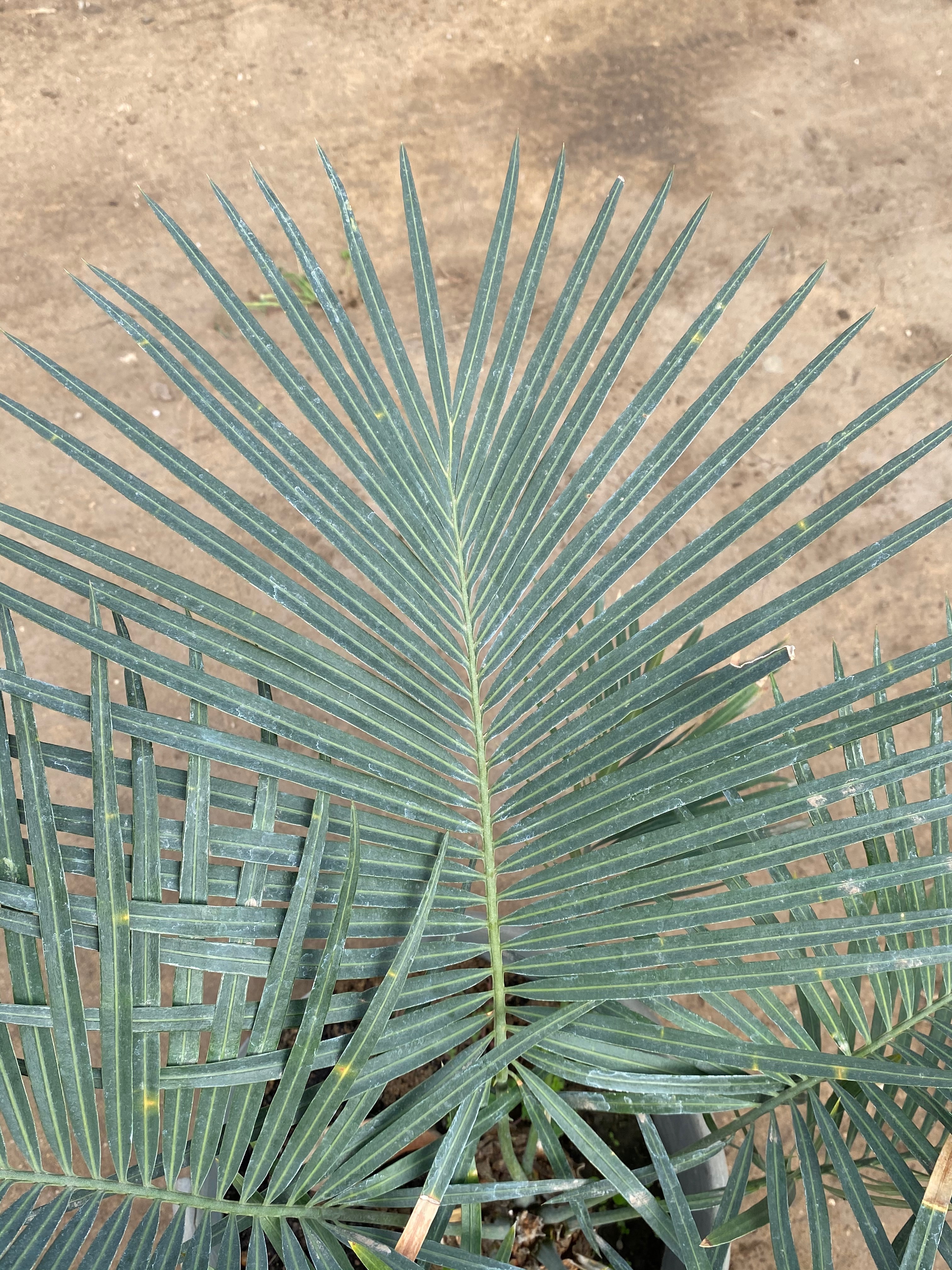 Cycas tansachana